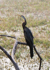Anhinga melanogaster