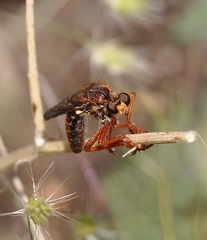 Callinicus calcaneus
