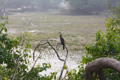 Anhinga melanogaster