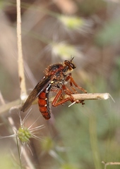 Callinicus calcaneus