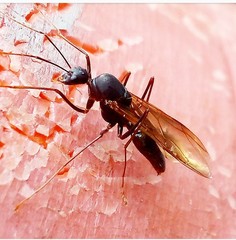 Camponotus