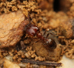Pheidole capensis