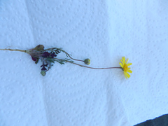Jacobaea minuta