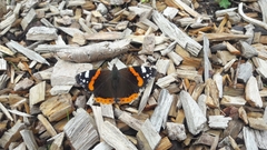 Vanessa atalanta