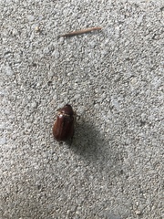 Amphimallon solstitiale