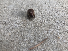 Amphimallon solstitiale