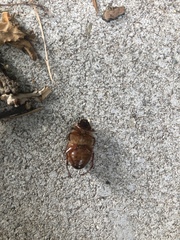 Amphimallon solstitiale