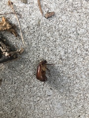 Amphimallon solstitiale