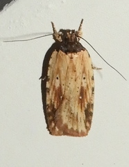 Agonopterix atrodorsella