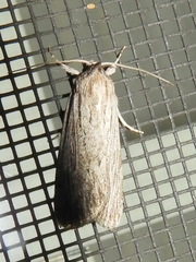 Catabena lineolata