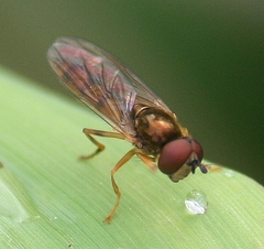 Platycheirus immarginatus