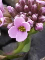 Noccaea rotundifolia