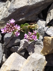 Noccaea rotundifolia