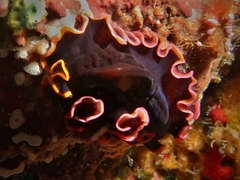 Pseudobiceros gloriosus