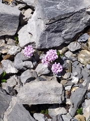 Noccaea rotundifolia