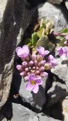Noccaea rotundifolia