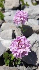 Noccaea rotundifolia