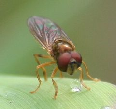 Platycheirus immarginatus