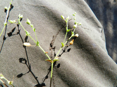 Arenaria leptoclados