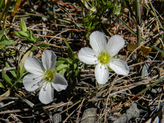 Arenaria montana