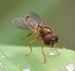 Platycheirus immarginatus