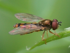 Platycheirus immarginatus
