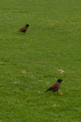 Acridotheres tristis