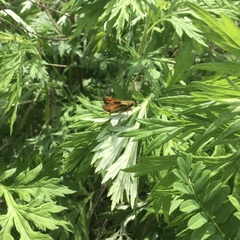 Atalopedes campestris