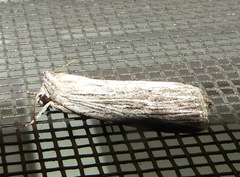 Catabena lineolata