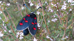 Zygaena lavandulae