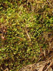 Calypogeia integristipula
