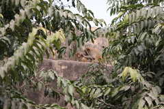 Macaca mulatta