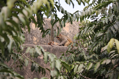 Macaca mulatta