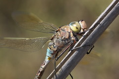 Anax parthenope