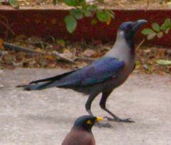 Corvus splendens