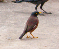 Acridotheres tristis