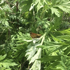 Atalopedes campestris