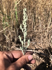Chenopodium desiccatum leptophylloides