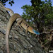 Siirt Lizard - Photo (c) Omid Mozaffari, some rights reserved (CC BY)