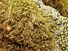 Pterigynandrum filiforme