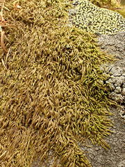 Pterigynandrum filiforme