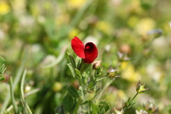 Lotus tetragonolobus