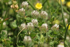 Trifolium striatum