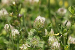 Trifolium striatum