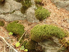 Paraleucobryum longifolium