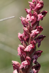 Anacamptis coriophora