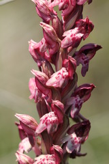 Anacamptis coriophora