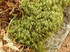 Paraleucobryum longifolium