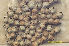 Petrochelidon spilodera