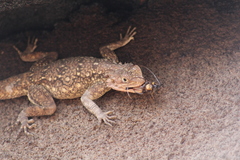 Agama dodomae dodomae